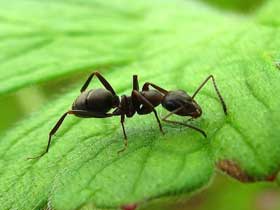 Temizlenmek İçin Kimyasal Madde Salgılayan Karınca ve Böcekler