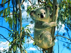 Koalalar Zehirli Okaliptüs Yapraklar ile Beslenirler