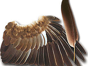 A. H. Brush'un Sürüngen Pullarının Kuş Tüyüne Dönüşmesinin İmkansızlığı İle İlgili İtirafı