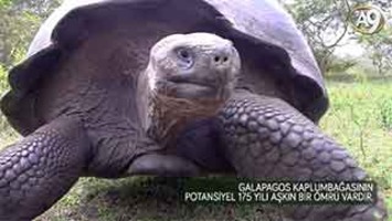 175 yaşında dev kaplumbağa