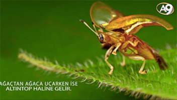 Altın renkli kaplumbağa böceği
