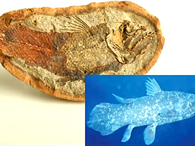 Yaşayan Fosiller: Coelacanth