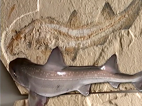 Yaşayan Fosiller: Kaygan derili Köpek Balığı