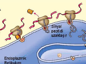 Hücrede protein üretimi nasıl gerçekleşir?