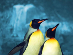 Yaratılış mucizesi penguenler