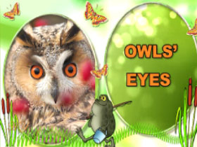 Owls eyes