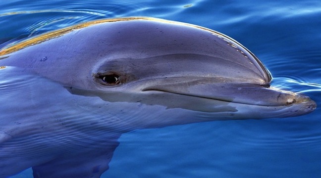 Глаза дельфина