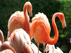 Güzellikler her yerde - Flamingolar