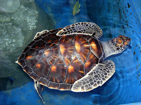 Tatlı su kaplumbağası