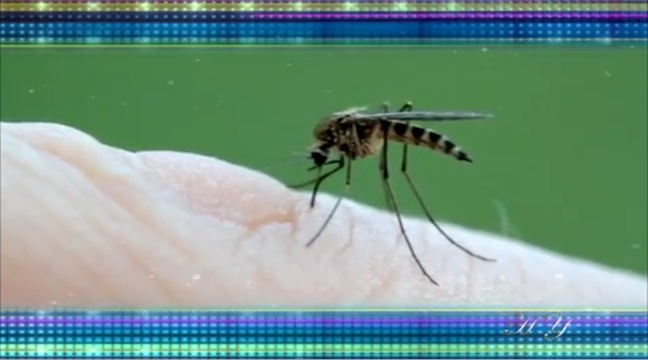 Восхитительные особенности тела комара