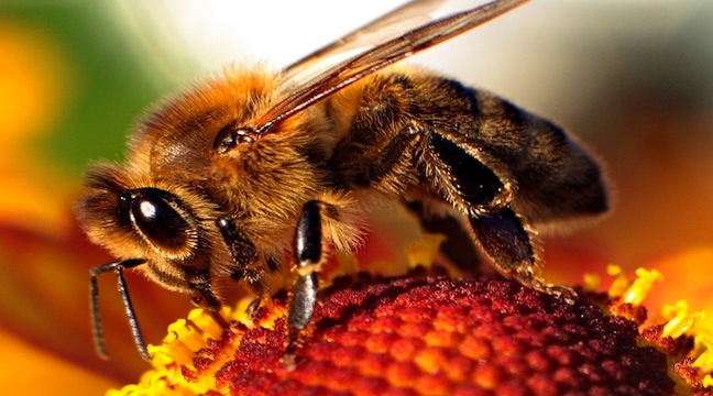 Самка пчелы
