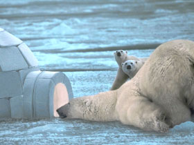 Did you know these things about polar bears?