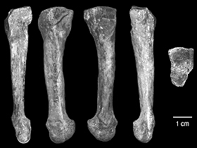 AL 288-1 (Australopithecus afarensis fosil kaydı)