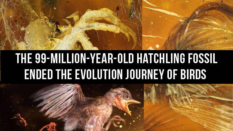The 99-Million-Year-Old Hatchling Fossil Ended The Evolution Journey Of Birds