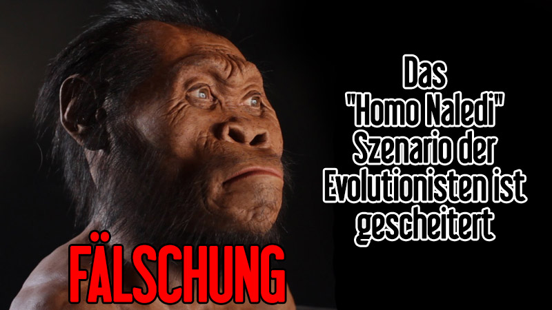 Das "Homo Naledi" Szenario der Evolutionisten ist 