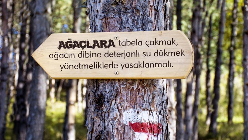 Ağaçlara tabela çakmak, ağacın dibine deterjanlı su dökmek yönetmeliklerle yasaklanmalı.