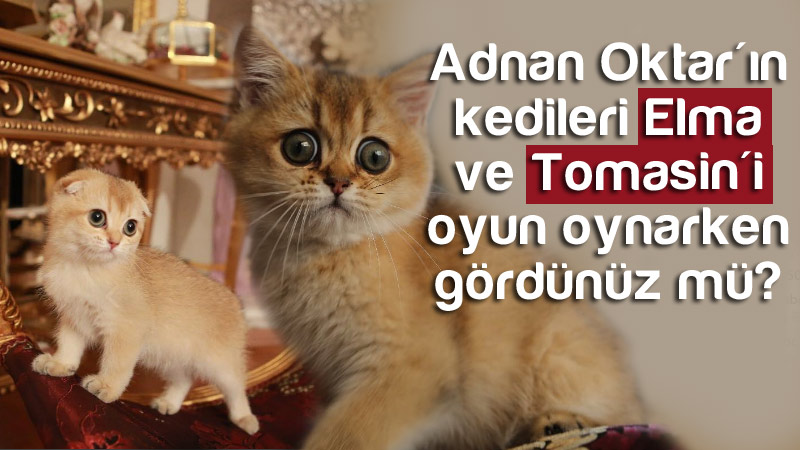 Adnan Oktar'ın kedileri Elma ve Tomasin'i oyun oynarken gördünüz mü?
