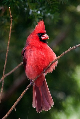 Трудолюбие птицы кардинал