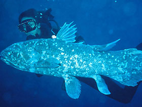 Evrimcilerin ara geçiş formu olduğunu iddia ettikleri Coelacanth mükemmel bir canlı olarak denizlerde yüzüyor