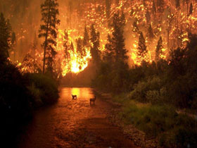 Orman yangınlarının yayılmasını engellemek için ne yapılmalı?