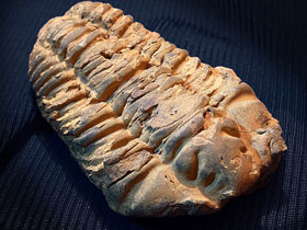 Kambriyen fosillerinin 70 yıl saklanması bir aldat
