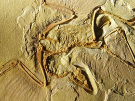 Archaeopteryx'in kuşların atası olduğu iddiası bir sahtekarlıktır