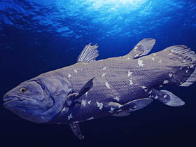 ''Coelacanth denizden karaya geçiş örneğidir'' iddiası bir sahtekarlıktır