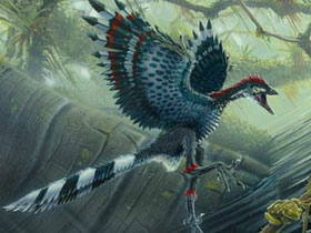Archaeopteryx mükemmel bir uçucu kuştur