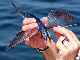 Darwinists could not speculate on the flying fish