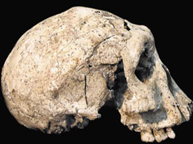 Gürcistan’da fosil bulundu, Darwinist masallar yeniden altüst oldu