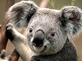 Çok yönlü uzmanlar: Koalalar