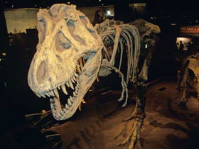 Darwinistler şokta! ''Yanılmışız, T. Rex de ara fosil değilmiş! ''