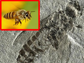 یک سنگواره 24 میلیون ساله که نشان می دهد زنبورها د