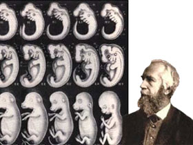 Haeckel's embryo drawings are fraudulent