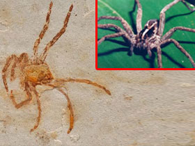 Çin'de 160 milyon yıllık örümcek fosili bulundu