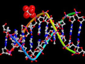 Onarıcı DNA evrimcilerin mutasyon senaryolarını imkansız hale getirmektedir