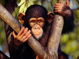 Bir evrim masalı daha çöktü: Evrimciler insan ile maymun arasındaki büyük genetik farkı itiraf etti