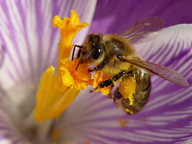 Bioloji mina axtaranlar: bal arıları