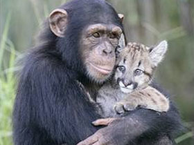 Şempanzeler yetim kalmış minik yavruların da bakımını üstleniyor