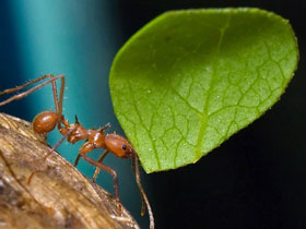 Karıncaların antibiyotik üretebildiklerini biliyor
