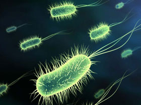 Antibiyotiklere karşı direnç DDT bağışıklığı evrimdir iddiasına cevap