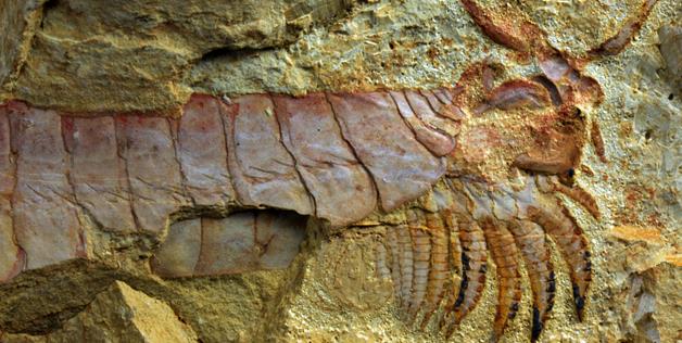 Ein 520 Millionen Jahre altes Fossil wurde gefunden