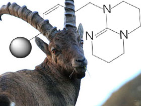 Bezuar keçilerinin kimya bilgileri