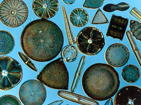 Mucizevi mikroskobik canlılar Diatomlar