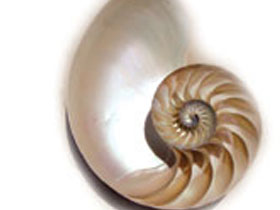 Nautilusun spiralşəkilli çanağı