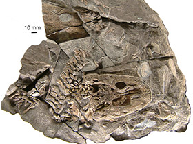 The 360 Million-Year-Old Acanthostega Fossil Refut
