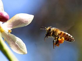 Arılardan ilham alınarak üretilen yazılım