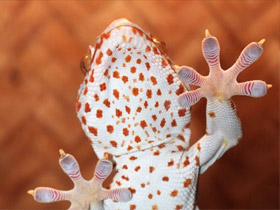 ‘Sticky’ gloves produced using the nanotechnology in the gecko foot 