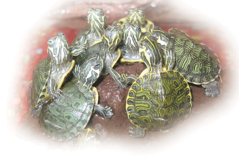 Kaplumbağaların güçlü zırhları