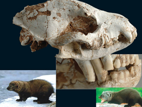 Evrimi Geçersiz Kılan Sahte Kafatası Fosilleri 